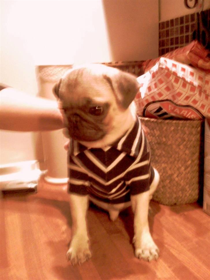 Mops Manse billede 20