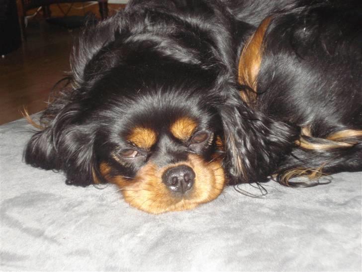 Cavalier king charles spaniel Vega billede 8