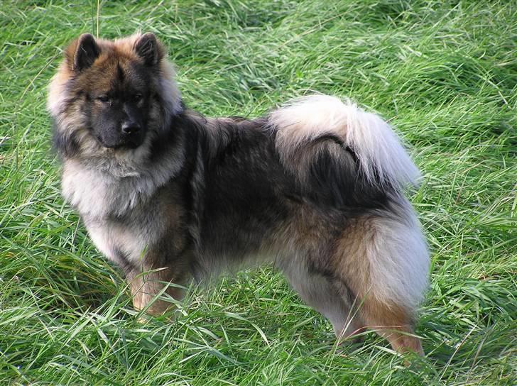 Eurasier Havnevejens Dax (Taico) billede 5