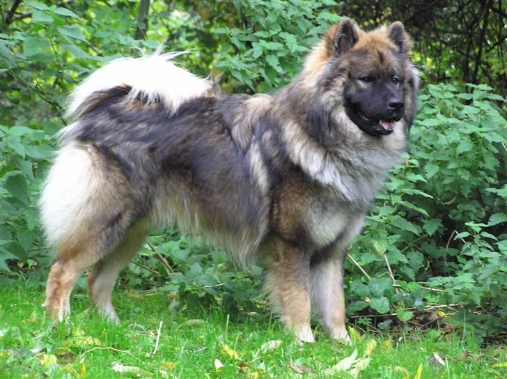 Eurasier Havnevejens Dax (Taico) billede 6