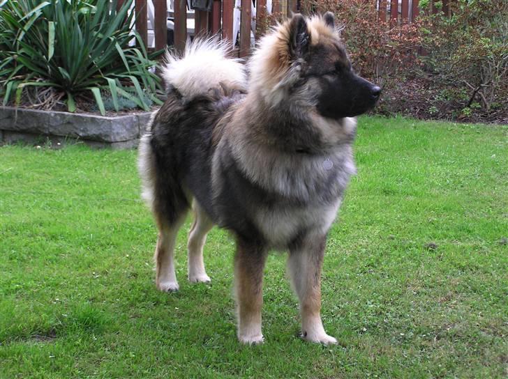 Eurasier Havnevejens Dax (Taico) billede 7