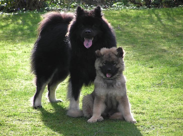 Eurasier Havnevejens Dax (Taico) - Taico - højre Kenzo(Taico onkel) - venstre billede 8