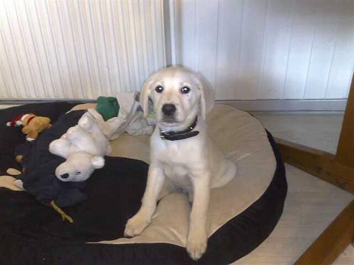 Blanding af racer Zimba - Her er Zimba, da han ikke var så stor endnu.. billede 1