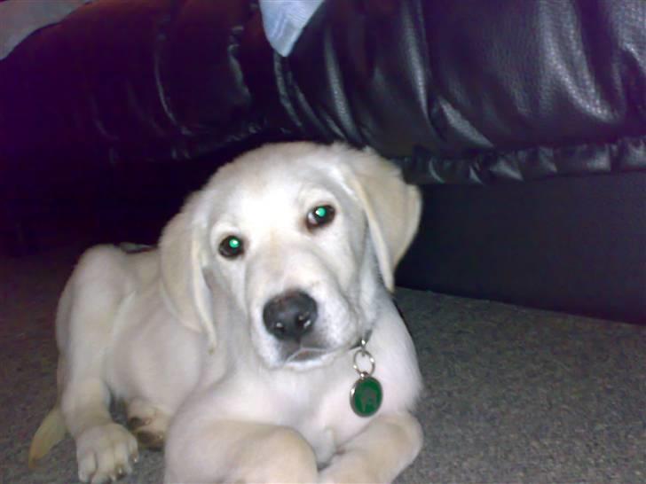 Blanding af racer Zimba - Her ligger Zimba rigtig pænt for kameraet.. billede 2