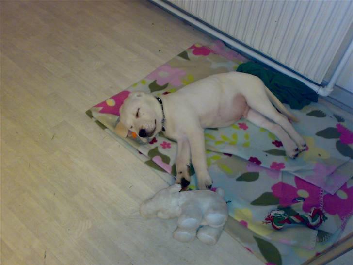 Blanding af racer Zimba - Zimba ligger og nyder livet.. billede 3