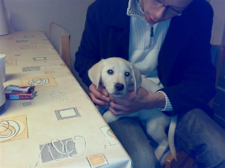 Blanding af racer Zimba - Her har vi lige hentet Zimba..  billede 4