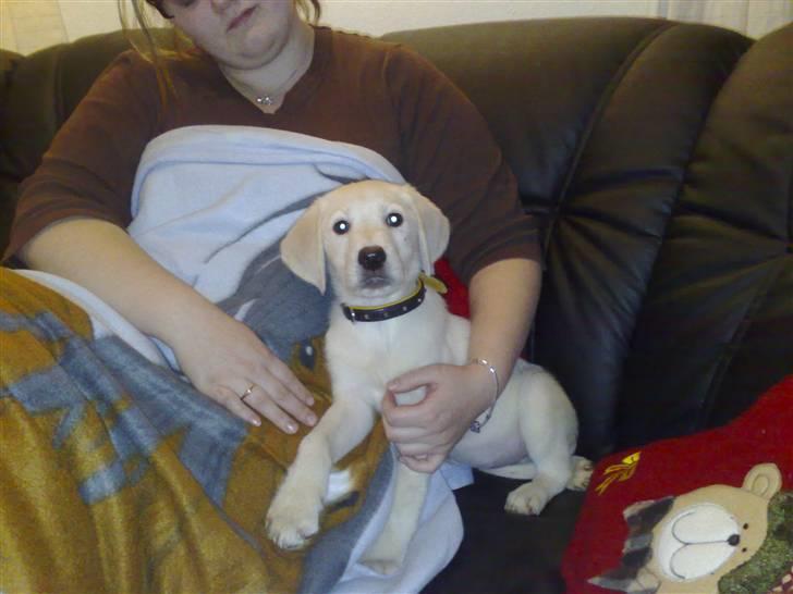 Blanding af racer Zimba - Samme dag som vi kom hjem med Zimba.. billede 5