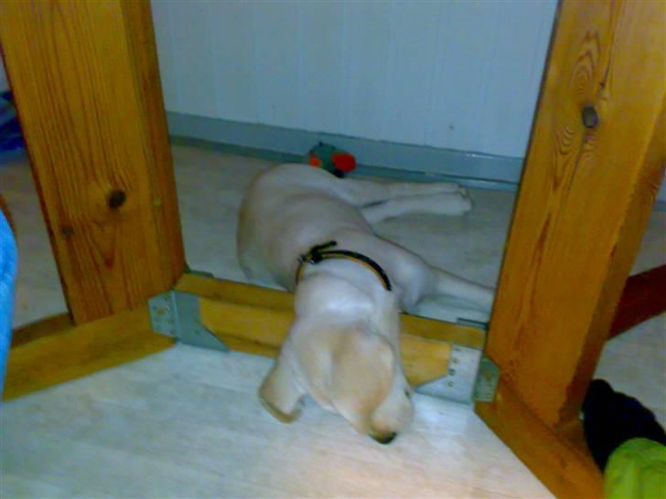 Blanding af racer Zimba - Zimba sover på en af hans mange underlige måder..Udmattet efter at have leget med en anden hund..  billede 6