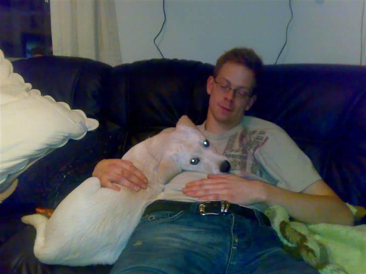 Blanding af racer Zimba - Ligger og hygger i sofaen sammen med Peter..  billede 7