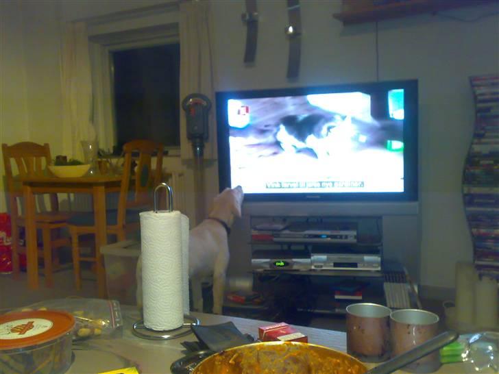 Blanding af racer Zimba - Zimba ser lige lidt fjernsyn... billede 8