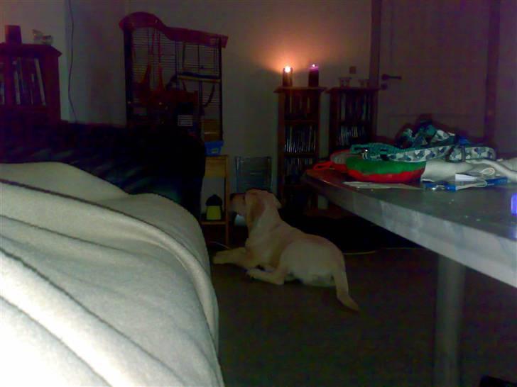 Blanding af racer Zimba - Zimba bruger meget tid på at holde øje med hamsteren i familien...  billede 9