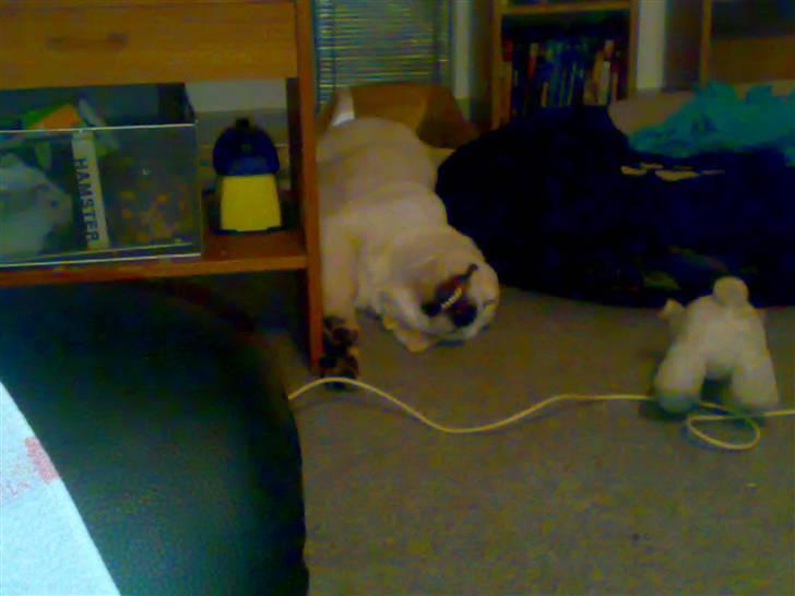 Blanding af racer Zimba - Så sover Zimba på en underlig måde.. igen igen... :D billede 10