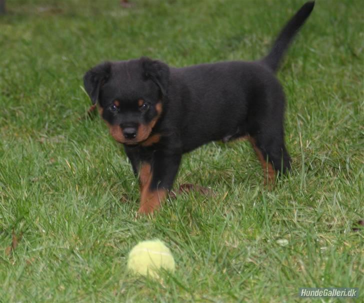 Rottweiler Fattiggården´s Memphis billede 12
