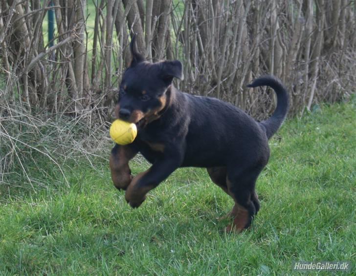 Rottweiler Fattiggården´s Memphis billede 13