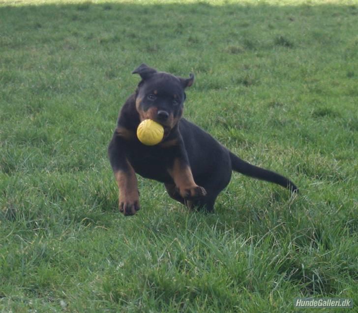 Rottweiler Fattiggården´s Memphis billede 14