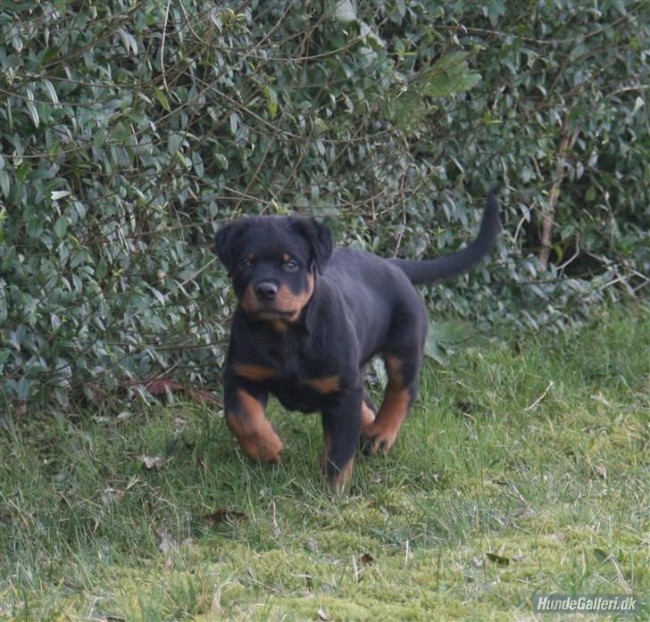 Rottweiler Fattiggården´s Memphis billede 15