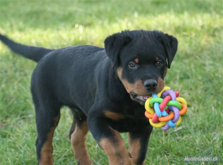 Rottweiler Fattiggården´s Memphis billede 16