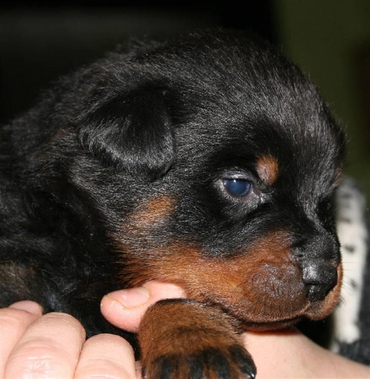 Rottweiler Fattiggården´s Memphis billede 17