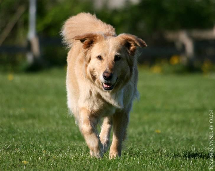 Blanding af racer tøsen - i fuld fart på græsset.,, billede 7