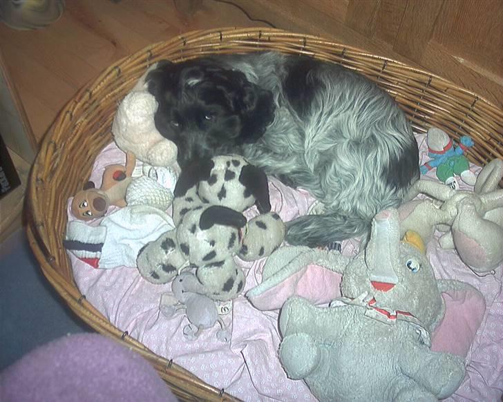 Cocker spaniel safir of mombasa. - godt jeg har bamserne at ligge med. billede 7