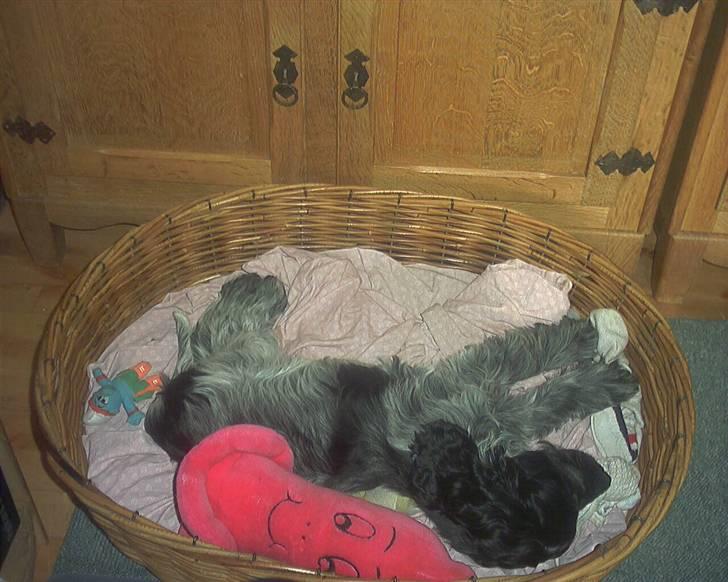 Cocker spaniel safir of mombasa. - godnat, så vil jeg sove. billede 8