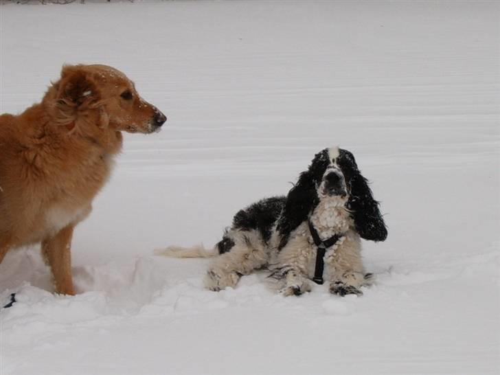 Cocker spaniel chikko - hurraaaa, elsker snevejr. billede 8