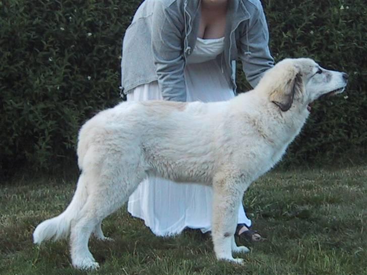 Pyreneerhund Frigg - Frigg billede 7