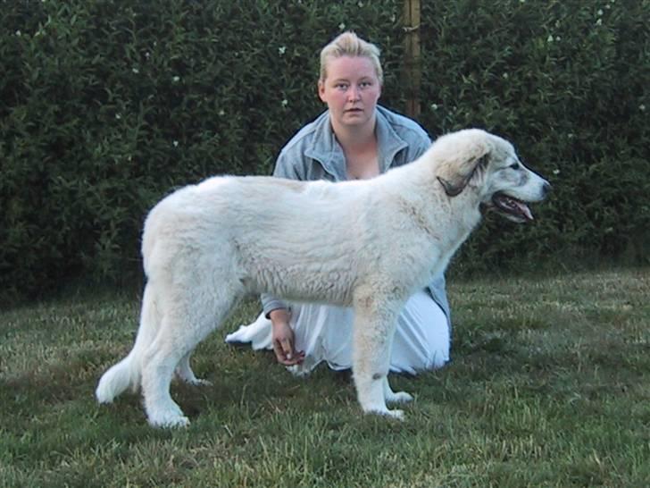 Pyreneerhund Frigg - Frigg billede 8