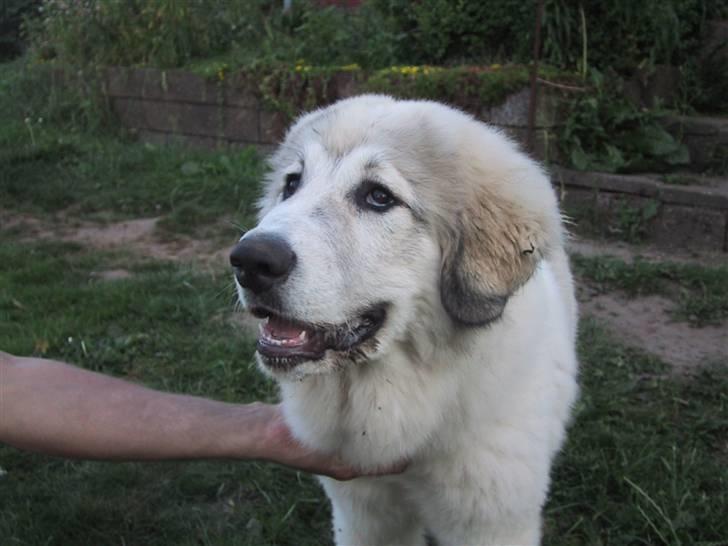 Pyreneerhund Frigg - Frigg billede 9
