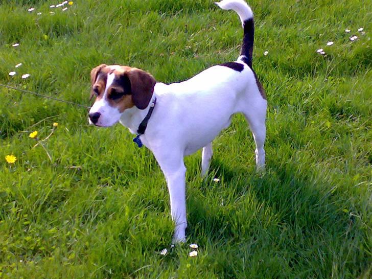 Blanding af racer skipper billede 1