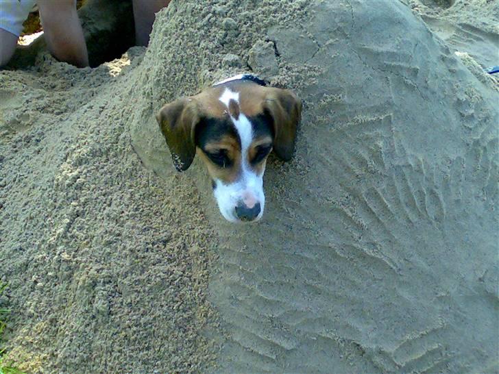 Blanding af racer skipper billede 2