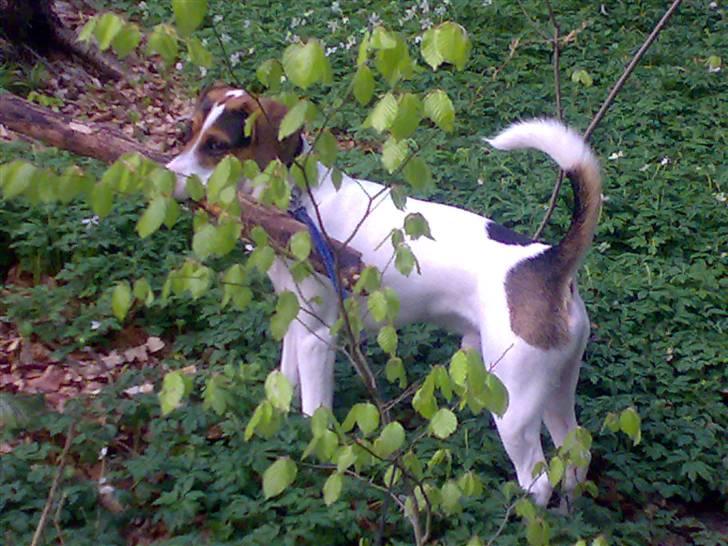 Blanding af racer skipper billede 3