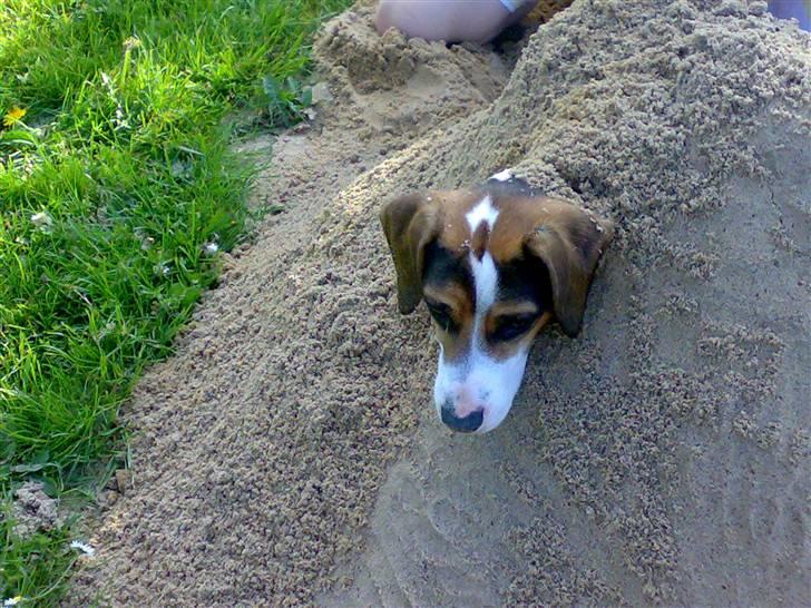 Blanding af racer skipper billede 4