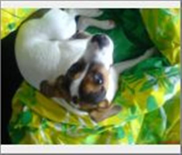 Blanding af racer skipper billede 6