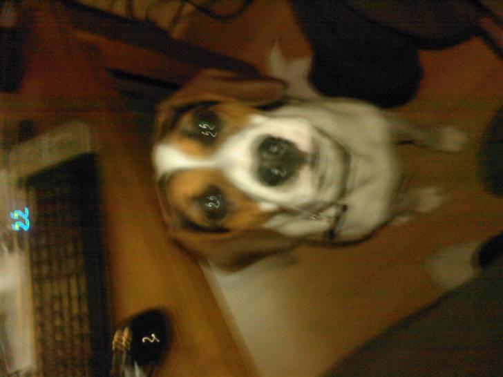 Blanding af racer skipper billede 7