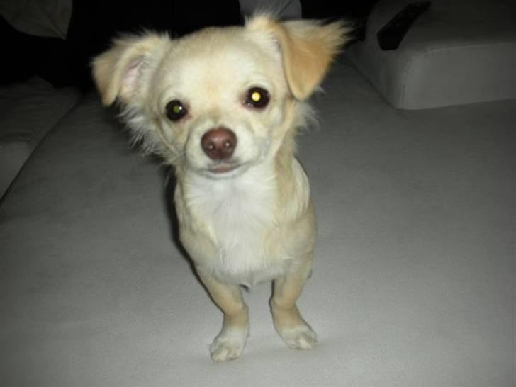 Chihuahua Mojo billede 14