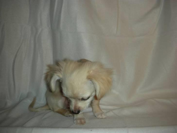 Chihuahua Mojo billede 15