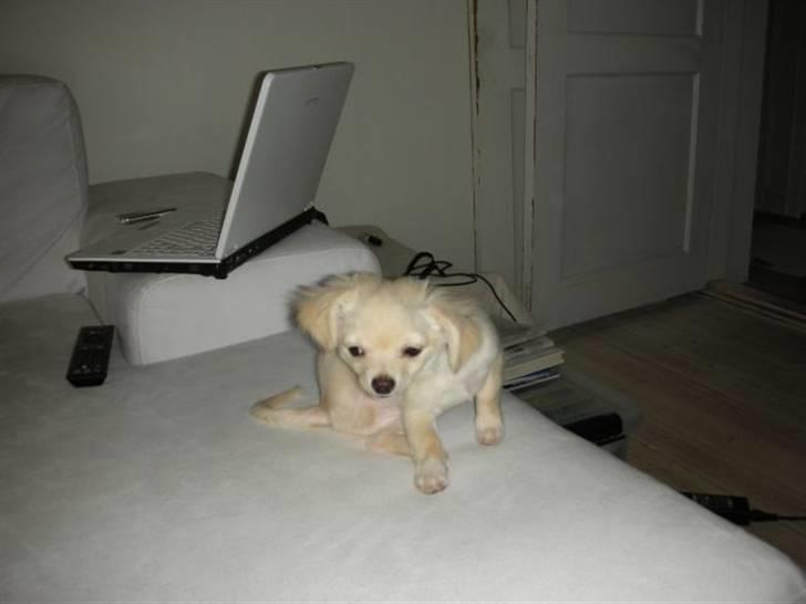 Chihuahua Mojo billede 16