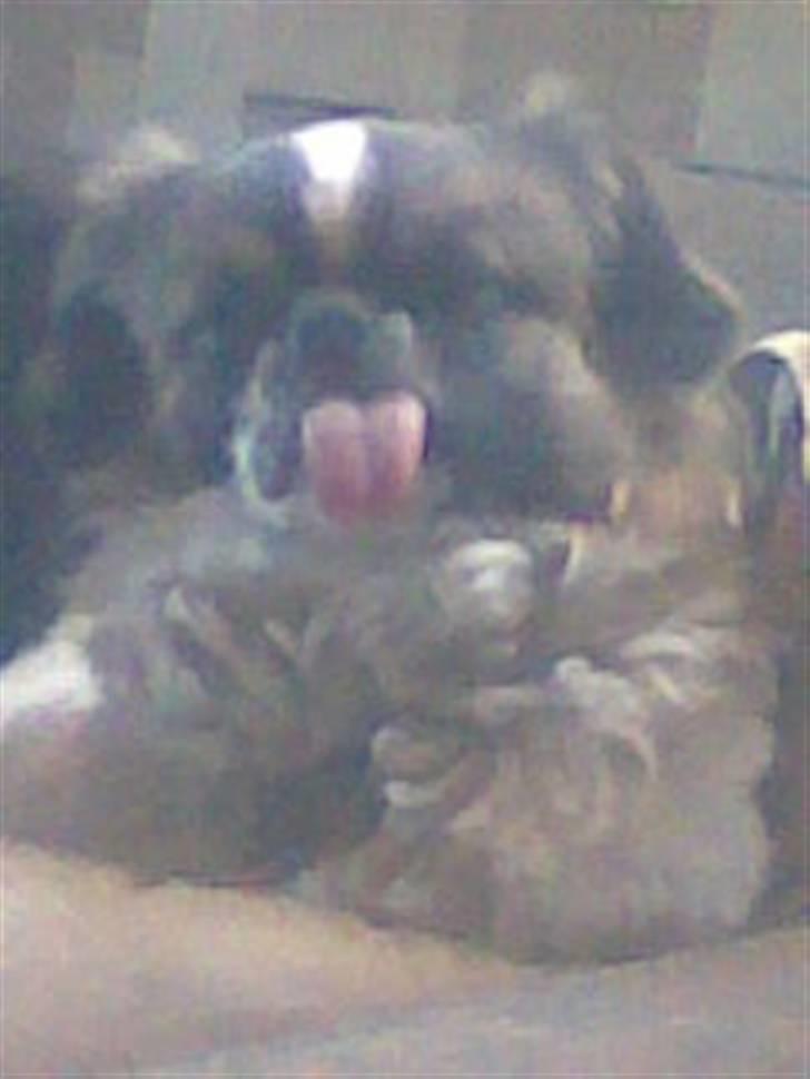 Blanding af racer Ina - Nej, mor. IKKE bad! billede 6