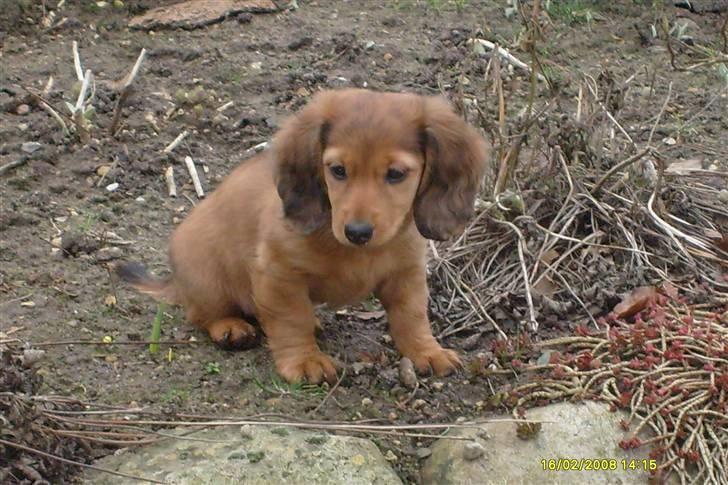 Dværggravhund Lucia *Min mors*RIP - Lucia i Haven.. 10 uger billede 20