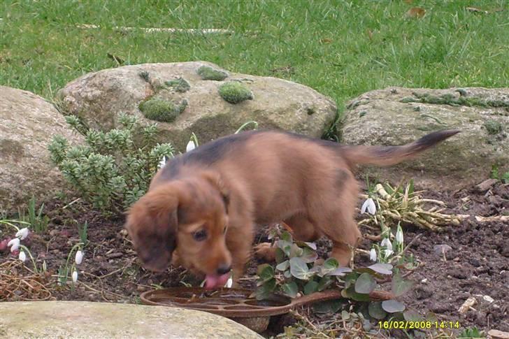 Dværggravhund Lucia *Min mors*RIP - Drikker lidt vand.. billede 21