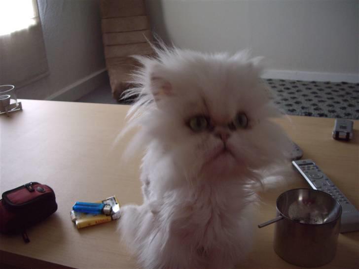 Chow chow Django - Det er min lillebror, efter min far lige har klippet ham.... Den stakkel :-) billede 6