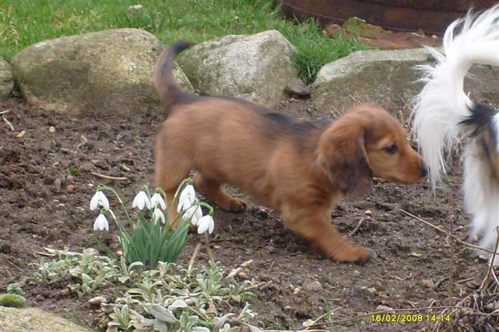 Dværggravhund Lucia *Min mors*RIP - Hvor ska du hen Chili?? billede 22