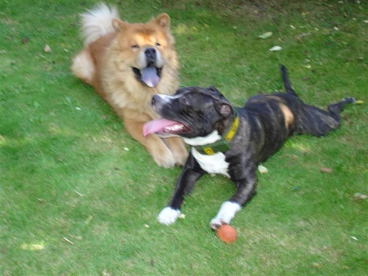 Chow chow Django - Det er min bedste legekammerat Taz. Er han ikk bare sød?! billede 7