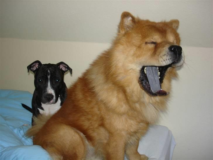 Chow chow Django - Det er hårdt at passe på min bedste ven taz, han er jo ikk så gammel... så skal passe på at ikke nogen gør ham noget, tror nemlig nogen gange at jeg er hans far :-) billede 8