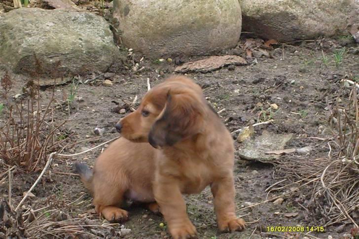 Dværggravhund Lucia *Min mors*RIP - Dumme gren.. billede 23