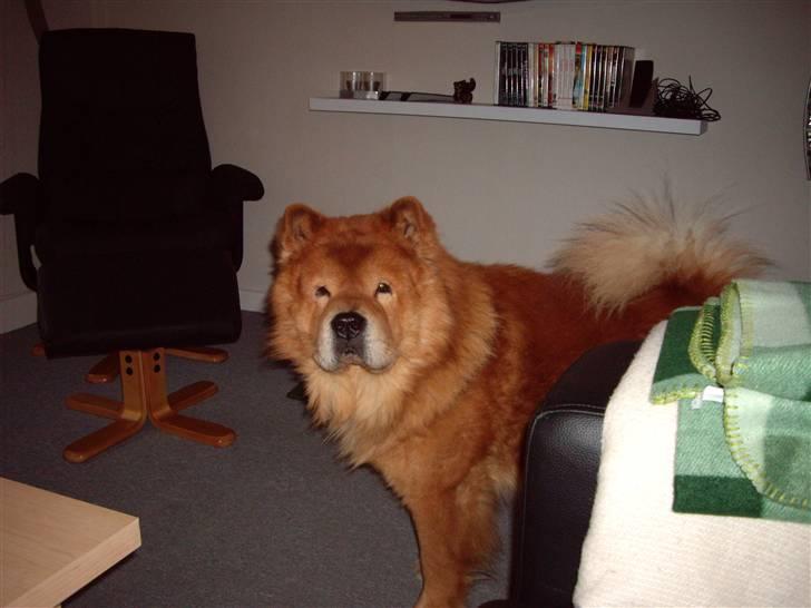 Chow chow Django - Kalde du, mor?? Syntes du sagde noget med guffer. billede 9