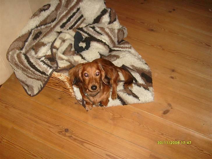 Dværggravhund Lucia *Min mors*RIP - Se, hvor fin jeg er;) billede 24