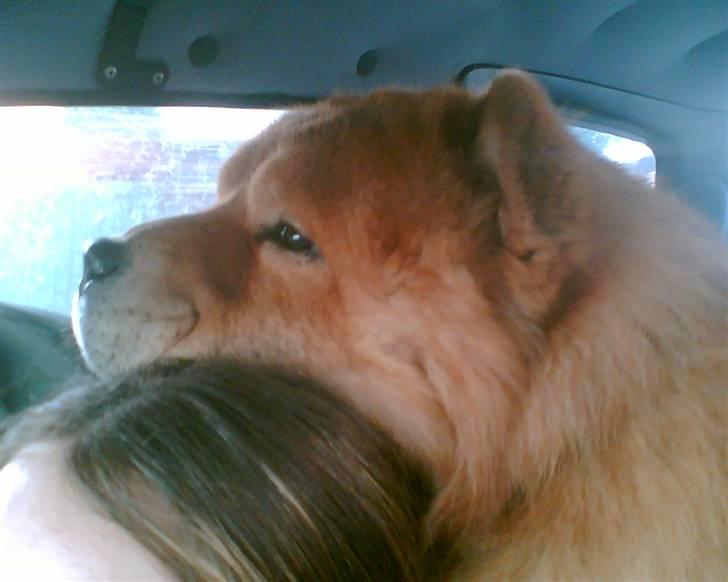 Chow chow Django - Endelig fik min mor fri fra arbejde billede 10