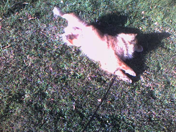 Chow chow Django - Elsker at rulle mig i græsset billede 11